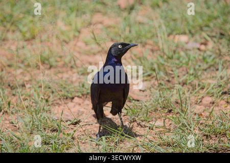 Une collection variée d'oiseaux sauvages photographiés en plein soleil à travers la savane du parc national du Serengeti, en Tanzanie. Banque D'Images