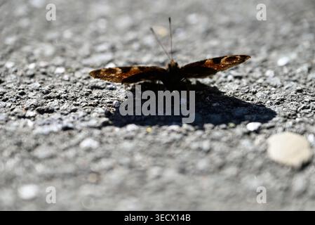 Papillon Peacock déployant des ailes sur le béton. Détails de Aglais io assis sur un sol en béton ensoleillé. Banque D'Images