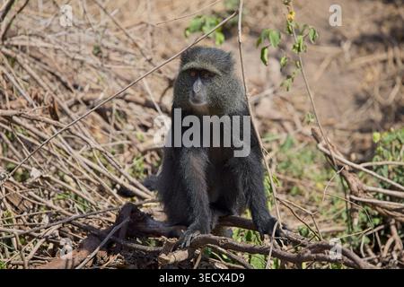 Babouins dans le Serengeti, Tanzanie Banque D'Images