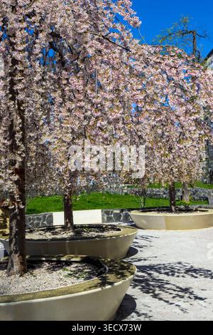Pommiers de printemps avec branches à fleurs suspendues dans un parc de la ville Banque D'Images
