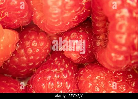 Gros plan de framboises rouges mûres comme fond naturel Banque D'Images