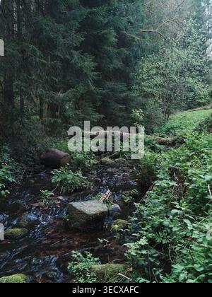 Tables de pique-nique rouges dans le dégagement forestier, peinture altérée sur les bancs en bois, sol herbeux et grand conifères Spot environnant, arrêt de repos idéal pour les randonneurs A Banque D'Images