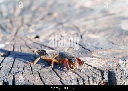 Plan macro d'un taureau de cricket reposant sur une souche d'arbre fissurée altérée Banque D'Images