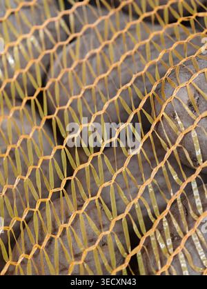 Peau de pomme de terre visible à travers Yellow Net, surface Russet texturée et maillage tissé, perspective rapprochée capturant les tons terreux Banque D'Images