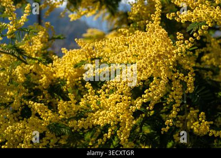 Gros plan des fleurs d'acacia dealbata jaune vif avec des feuilles vertes sous la lumière naturelle du soleil au printemps. Banque D'Images