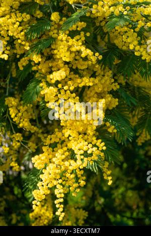 Plan vertical élégant d'une branche de mimosa remplie de fleurs jaunes sur un fond vert naturel doux dans un parc. Banque D'Images