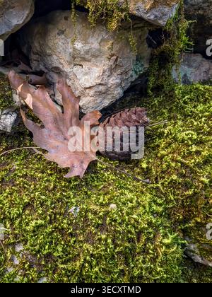 Composition naturelle d'une pomme de pin et feuille sèche reposant sur de la mousse verte douce. Concept saisonnier de plancher forestier d'automne et d'hiver. Banque D'Images