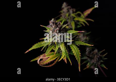 Gros plan d'une plante de cannabis mature à floraison avec des bourgeons violets et verts vibrants sur un fond noir. Banque D'Images