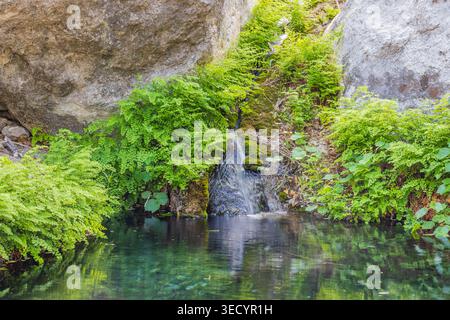 L'eau affluente coule sur des roches moussues dans un bassin clair, encadré par des fougères vertes vibrantes et de grands rochers dans un cadre naturel. Banque D'Images