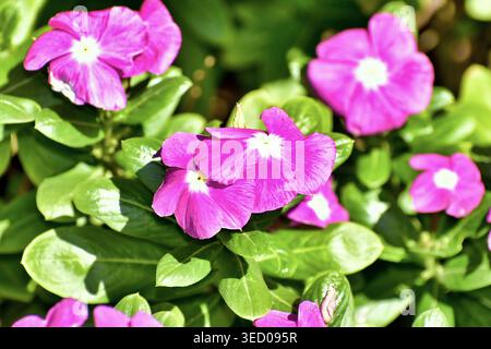 Les fleurs rose vif à cinq pétales avec des centres blancs éclatants se distinguent sur un fond de feuilles vertes brillantes. Banque D'Images