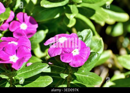 Fleurs de pervenche rose vif à cinq pétales avec des centres blancs vifs reposent contre des feuilles vert brillant, leurs pétales lisses captant la lumière du soleil. Banque D'Images