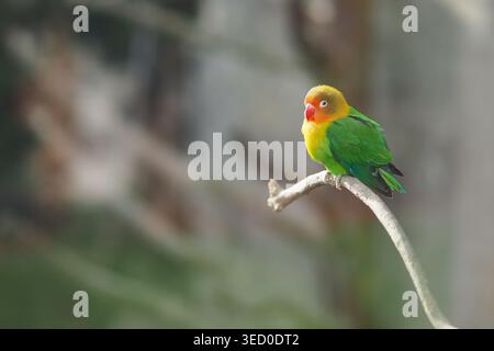 Oiseau coloré est assis sur la branche pendant la journée à l'extérieur Banque D'Images