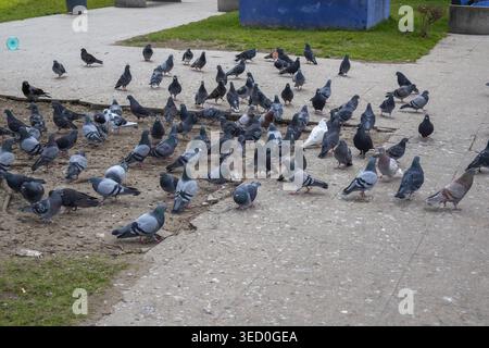 Un grand troupeau de pigeons et un seul corbeau se sont rassemblés sur une place en béton fissuré dans un parc de la ville de Bucarest. Banque D'Images