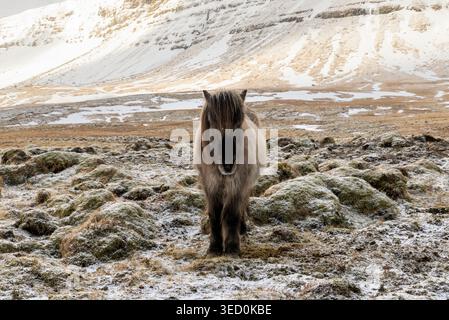 Cheval islandais, cheval viking original avec manteau d'hiver épais en Islande. Banque D'Images