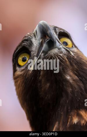 Francfort-sur-le-main, Allemagne. 02 mai 2026. 2026.05.02 xjfx Fussball 1. Bundesliga Eintracht Frankfurt - Hamburger SV v.l., Eintracht Frankfurt mascotte Golden Eagle Attila (LES RÈGLEMENTS DFL/DFB INTERDISENT TOUTE UTILISATION DE PHOTOGRAPHIES comme SÉQUENCES D'IMAGES et/ou QUASI-VIDÉO) (photo de Joaquim Ferreira/Sipa USA) crédit : Sipa USA/Alamy Live News Banque D'Images