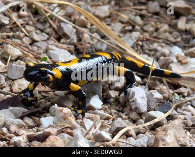 Salamandre de feu, Salamandra salamandra, sur un sol pierreux, gros plan d'un amphibien tacheté noir et jaune originaire d'Europe. Banque D'Images