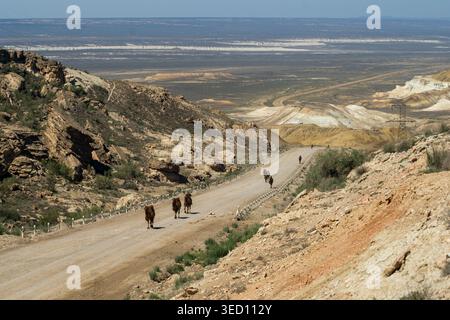 Chameaux de Bactriane marchant le long d'une route désertique sur le plateau d'Ustyurt, ce vaste plateau aride était autrefois une section de l'ancienne route de la soie Banque D'Images