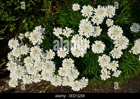 Grappe de petites fleurs blanches de jardin dans un feuillage luxuriant Banque D'Images