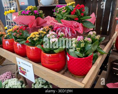 Sitges, Espagne - 21 mars 2026 : une exposition dynamique de plantes Kalanchoe blossfeldiana dans des pots en céramique rouge et du papier à carreaux emballé dans un emballage cadeau. Le i Banque D'Images