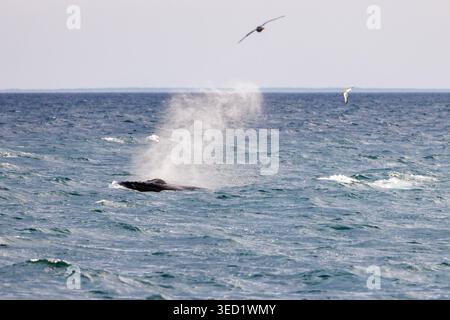 Baleine bleue, Balaenoptera musculus, surface pour excréter l'air par son sang. Le mammifère marin est le plus grand animal de la planète et on le voit Banque D'Images