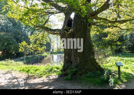 Ancien chêne anglais dans le domaine de Wortley Hall près de Barnsley, South Yorkshire, Angleterre. Banque D'Images