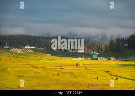 Une vue imprenable sur la verdoyante prairie Gulmarg au Cachemire, en Inde, avec des chevaux de pâturage, une petite cabane en bois et une forêt de pins dense sous un Banque D'Images