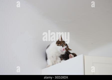 Chat domestique debout sur le dessus du placard et jetant un coup d'œil ci-dessous, habitudes animales curieuses, félin d'intérieur espiègle dans un intérieur moderne lumineux. Banque D'Images