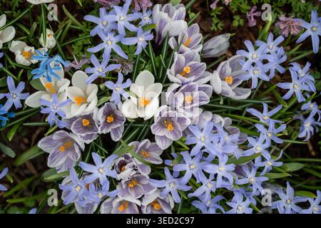 Champ de printemps avec crocus blancs en fleurs, jacinthes bleues et fleurs sauvages en pleine floraison. Banque D'Images