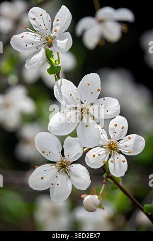 Blüten der Kirschpflaume Prunus cerasifera Blüten der Kirschpflaume Prunus cerasifera 20260406MIC0004 *** fleurs de la prune cerise Prunus cerasifera fleurs de la prune cerise Prunus cerasifera 20260406MIC0004 Banque D'Images