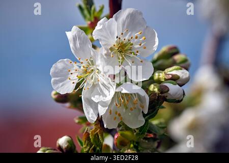 Blüten der Süß-Kirsche Prunus avium Stella . Blüten der Süß-Kirsche Prunus avium Stella . 20260406MIC0050 *** fleurs de la cerise douce Prunus avium Stella fleurs de la cerise douce Prunus avium Stella 20260406MIC0050 Banque D'Images