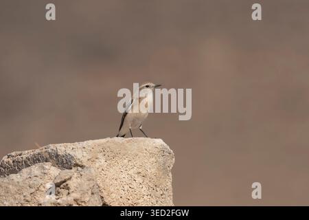 Femme Isabelline Wheatear - Oenanthe isabellina perchée sur le rocher dans la réserve Khawr Al Mughsail, Salalah, Oman. photographie de la faune d'oiseau du désert dans n Banque D'Images
