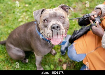Portrait en gros plan de l'American Staffordshire Terrier souriant en plein air Banque D'Images