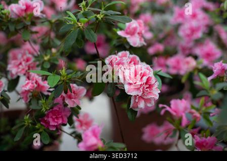 Délicate floraison blanche avec azalée rose dans une serre. Arrière-plan, espace pour le texte. Banque D'Images