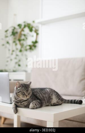 chat gris droit écossais travaillant à l'ordinateur à la maison en ligne Banque D'Images