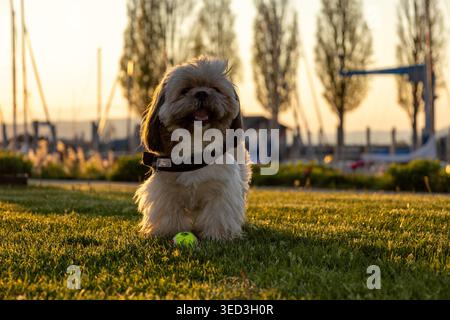 Un chien Shih Tzu brun et blanc moelleux portant un harnais noir se tient sur une pelouse verte pendant l'heure dorée. Une petite balle de tennis se trouve dans le premier groupe Banque D'Images