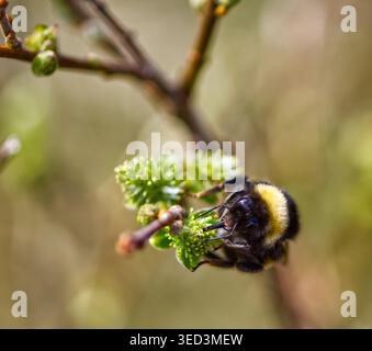 Bourdon sur fleur Banque D'Images