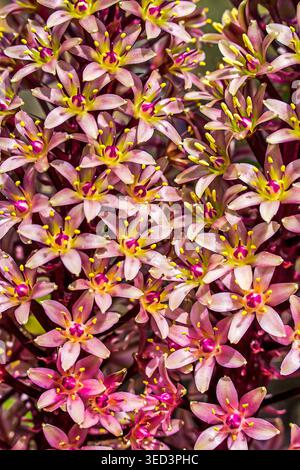 Grappe de fleurs succulentes roses en forme d'étoile avec étamines dorées, formant une tapisserie florale vibrante dans des tons magenta et blush riches. Banque D'Images