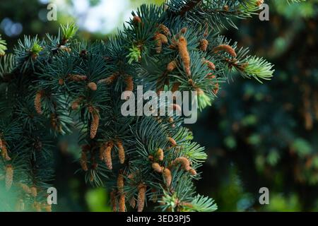 Gros plan macro capturant une branche dense d'épinette bleue (Picea pungens) lourdement chargée de jeunes cônes de pollen mâles. L'aiguille riche et vert-thé Banque D'Images