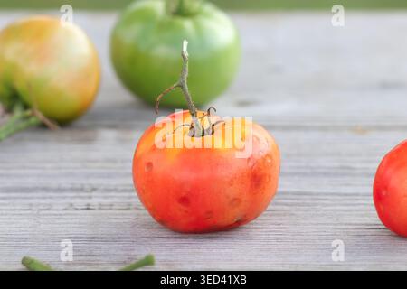Tomates de jardin montrant différents stades de maturité sur une surface en bois clair Banque D'Images