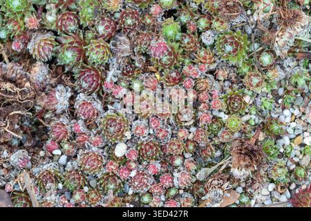 Plantes succulentes Sempervivum formant un motif dense de couverture du sol dans un jardin Banque D'Images