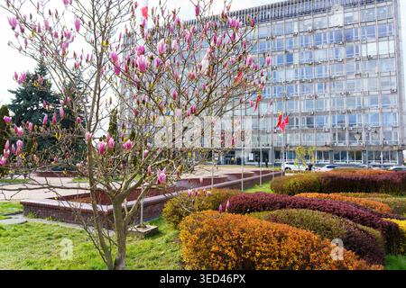 Un magnolia fleurit avec des fleurs roses devant un grand bâtiment de la ville. Les gens marchant à proximité apprécient le temps du printemps. Banque D'Images
