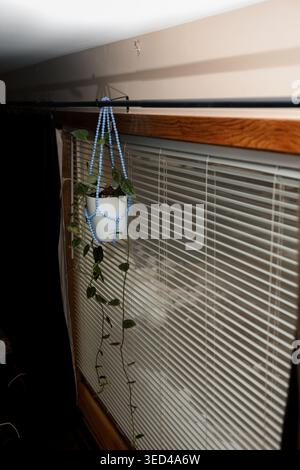 Une plante de pothos est suspendue dans un pot blanc attaché à un porte-macramé bleu. La plante a de longues vignes traînantes. La lumière brille à travers les stores sur un WO Banque D'Images