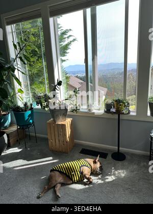 Bouledogue français portant une chemise bourdon, endormi dans un coin de soleil sur le sol d'un salon dans une maison moderne. Banque D'Images
