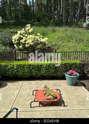 Bouledogue français portant une chemise d'abeille dormant sur un lit de chien sur un patio d'une maison. Banque D'Images
