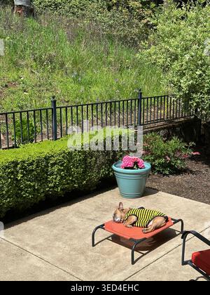 Bouledogue français portant une chemise d'abeille dormant sur un lit de chien sur un patio d'une maison. Banque D'Images