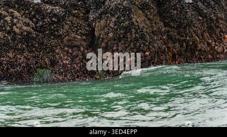 Les étoiles de mer orange vif et les anémones vertes prospèrent sur une paroi rocheuse sombre recouverte de moules Banque D'Images