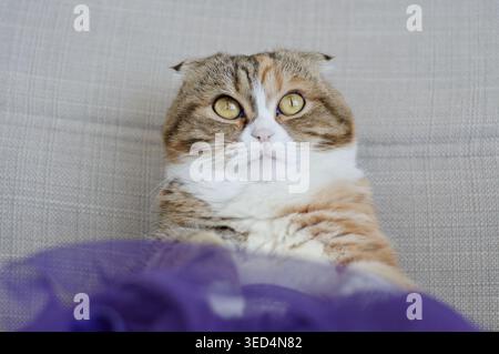 Gros plan trois couleurs écossais plier chat en jupe Banque D'Images