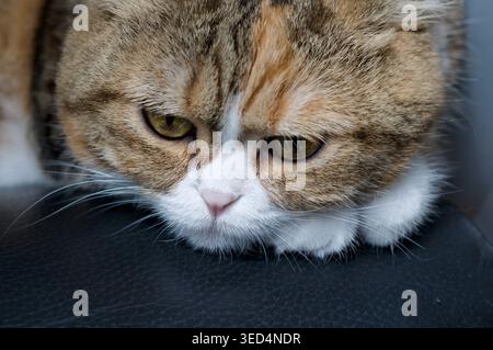 chat plié écossais triste et réfléchi sur fond noir Banque D'Images
