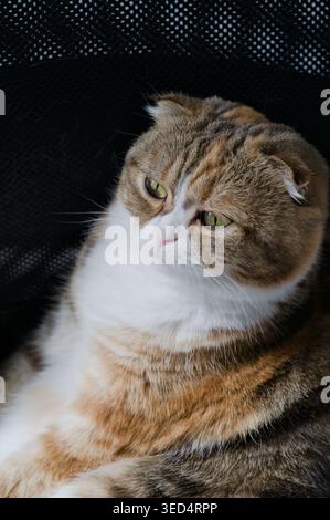 Chat plié écossais de trois couleurs assis sur fond noir Banque D'Images