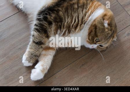 gros plan tabby multicolore scottish fold years chat Banque D'Images